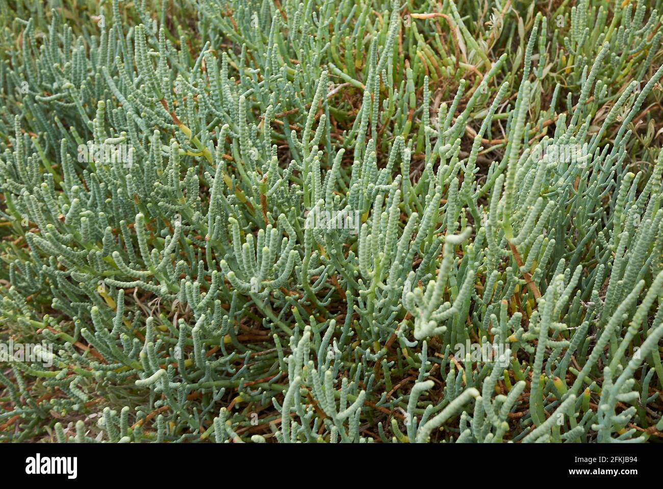 Salicornia fruticosa plants in a salt marsh Stock Photo