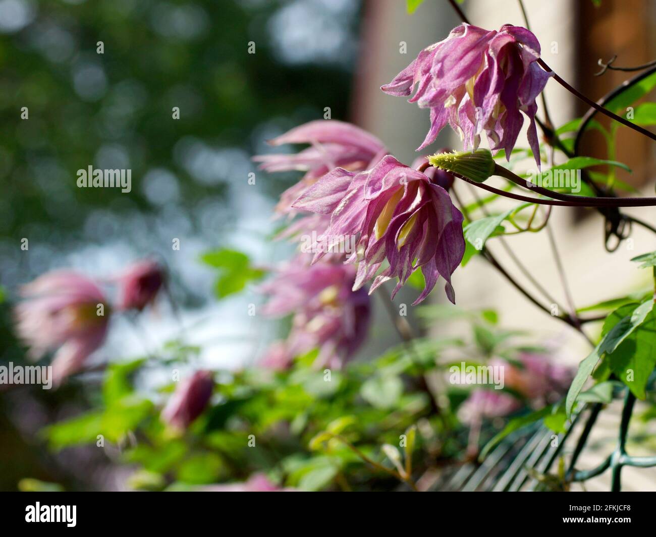 Double Atragene (clematis) variety Purple Dream blooms in the garden. Beautiful summer flowers in a vertical garden gardening. Stock Photo