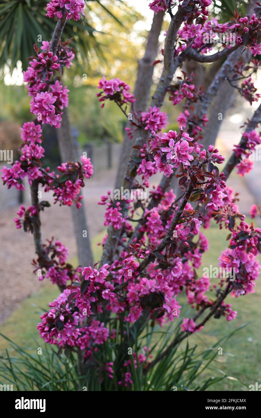 Flowering cherry tree, UK Stock Photo Alamy