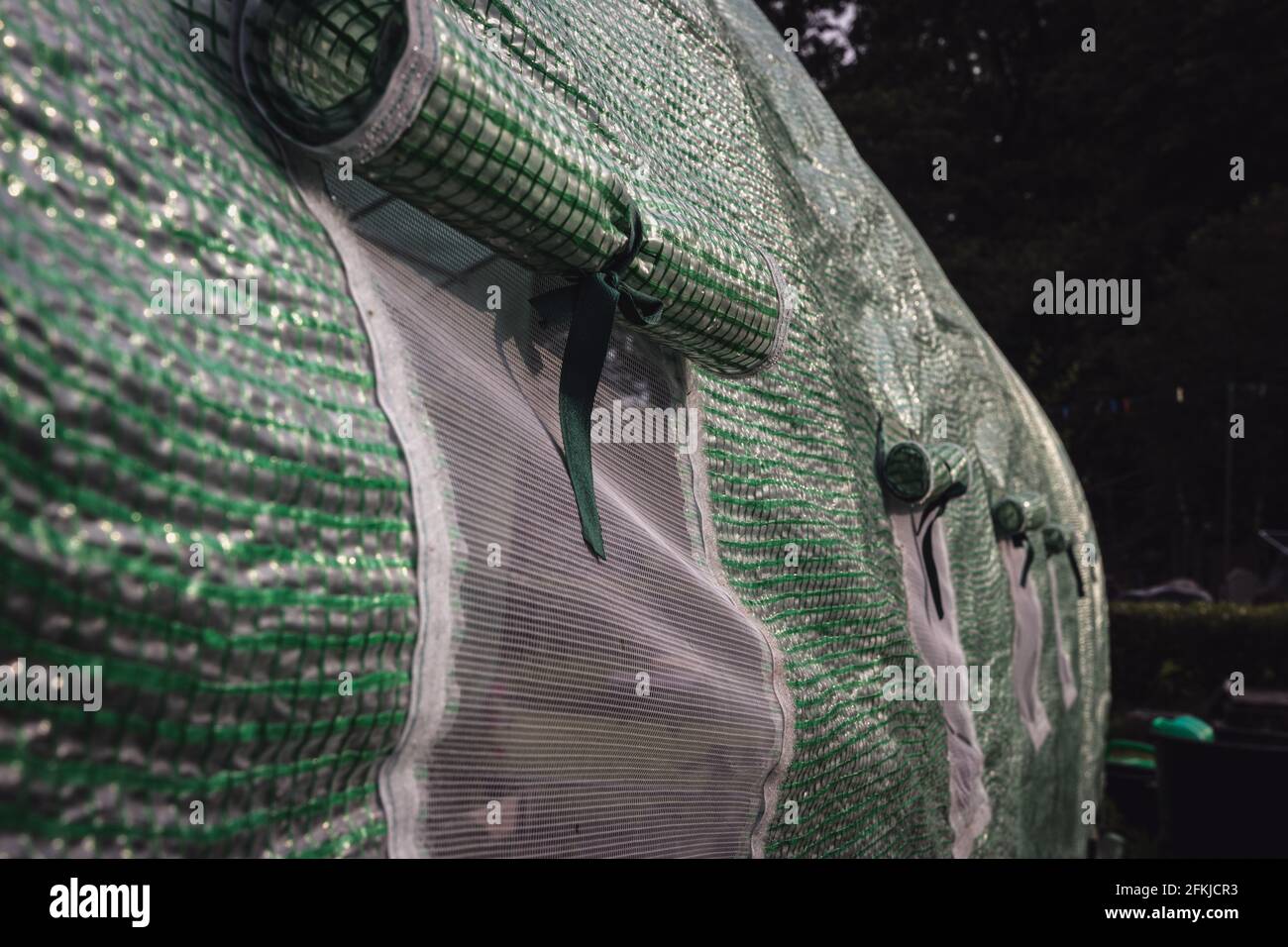 Polythene tunnel as a plastic greenhouse in an allotment with growing vegetables in garden Stock Photo
