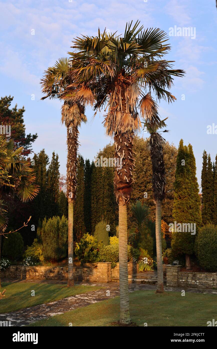 Palm trees, England, UK Stock Photo Alamy