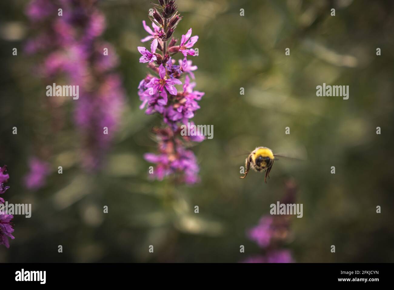 A bee collects nectar from bright purple flowers. Summer Flowering Purple Loosestrife, Lythrum tomentosum or spiked loosestrife and purple lythrum Stock Photo