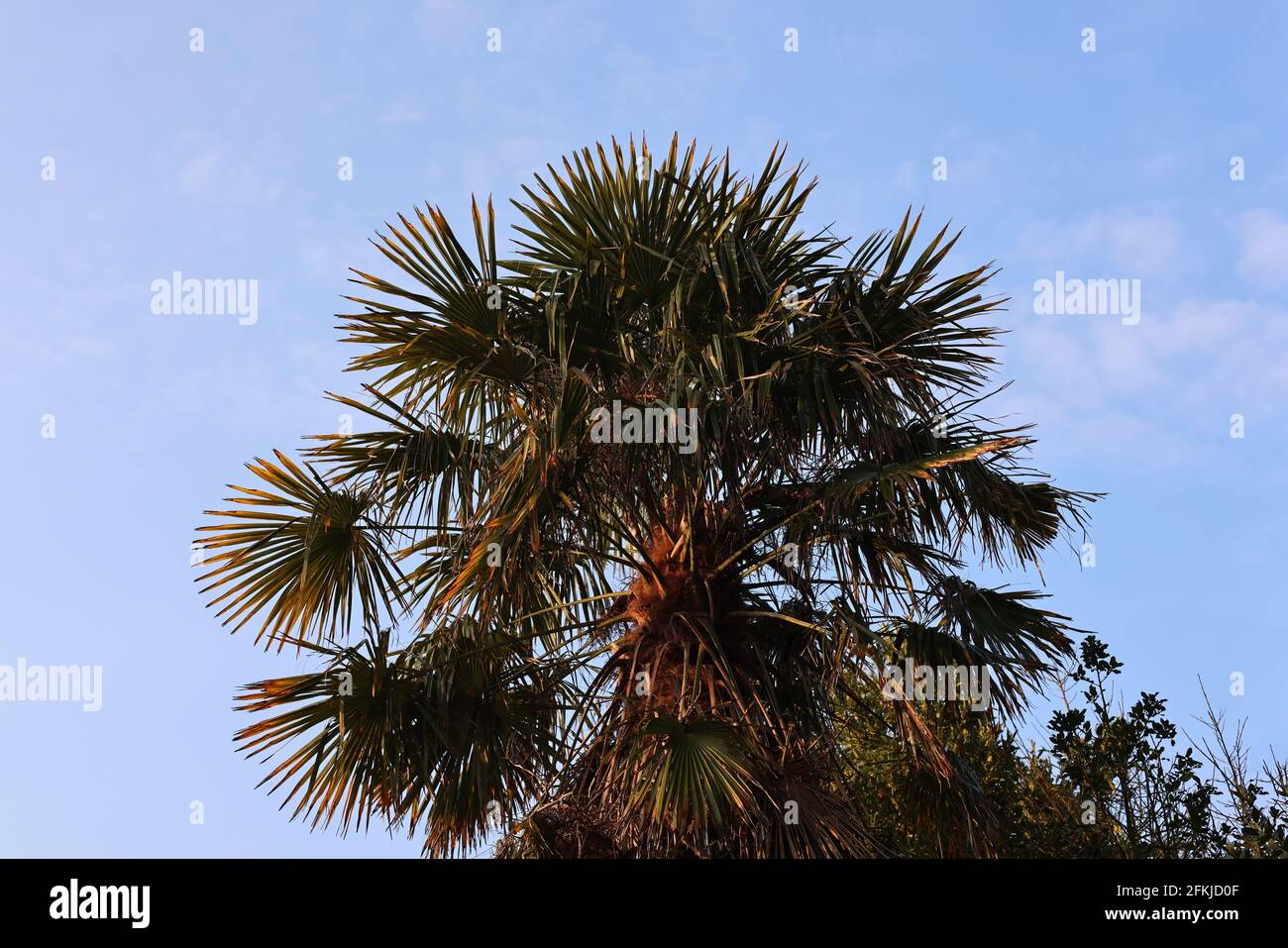 Palm tree, UK Stock Photo Alamy