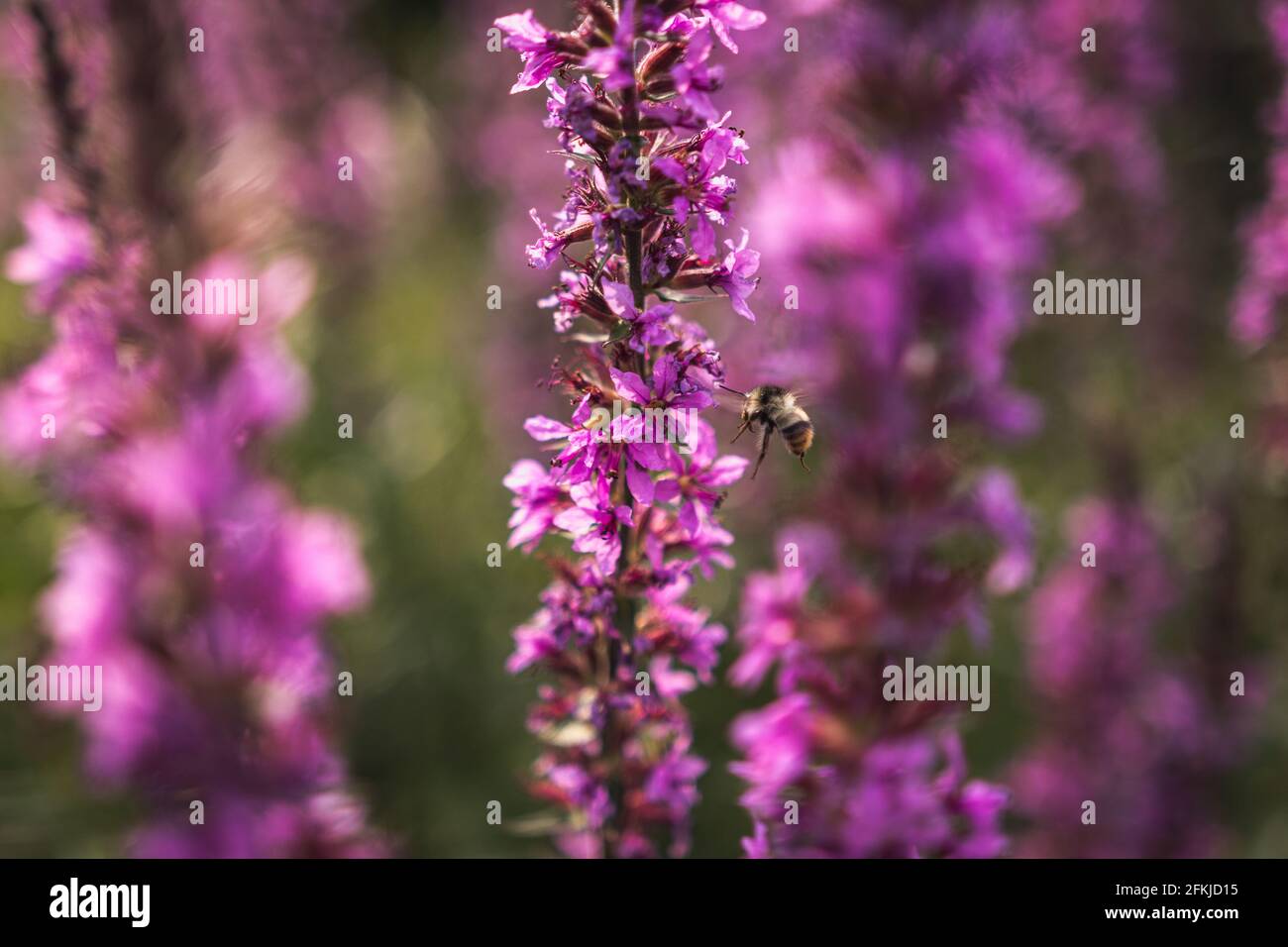 A bee collects nectar from bright purple flowers. Summer Flowering Purple Loosestrife, Lythrum tomentosum or spiked loosestrife and purple lythrum Stock Photo