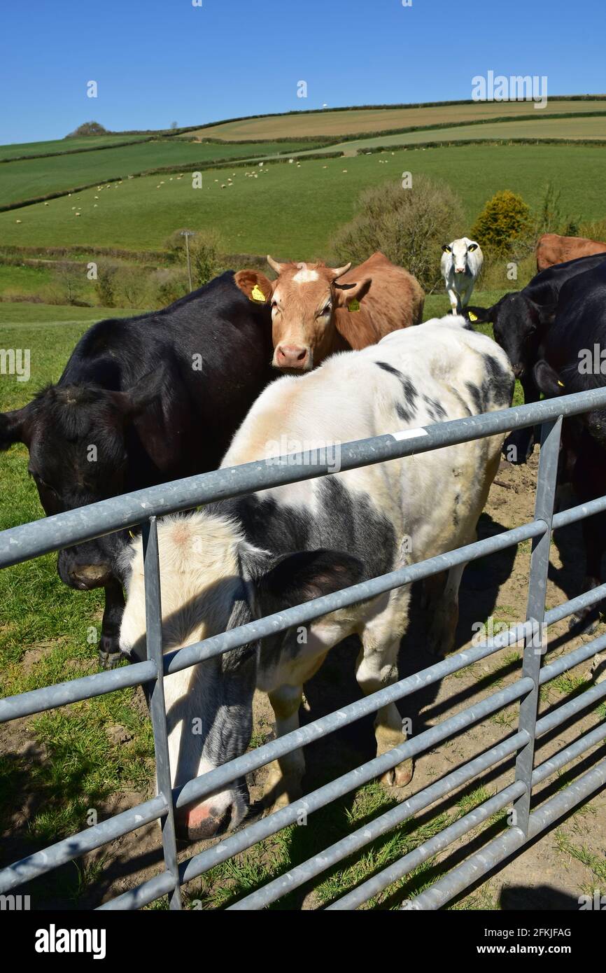 Cattle at gate, Kingscott, Great Torrington, North Devon Stock Photo