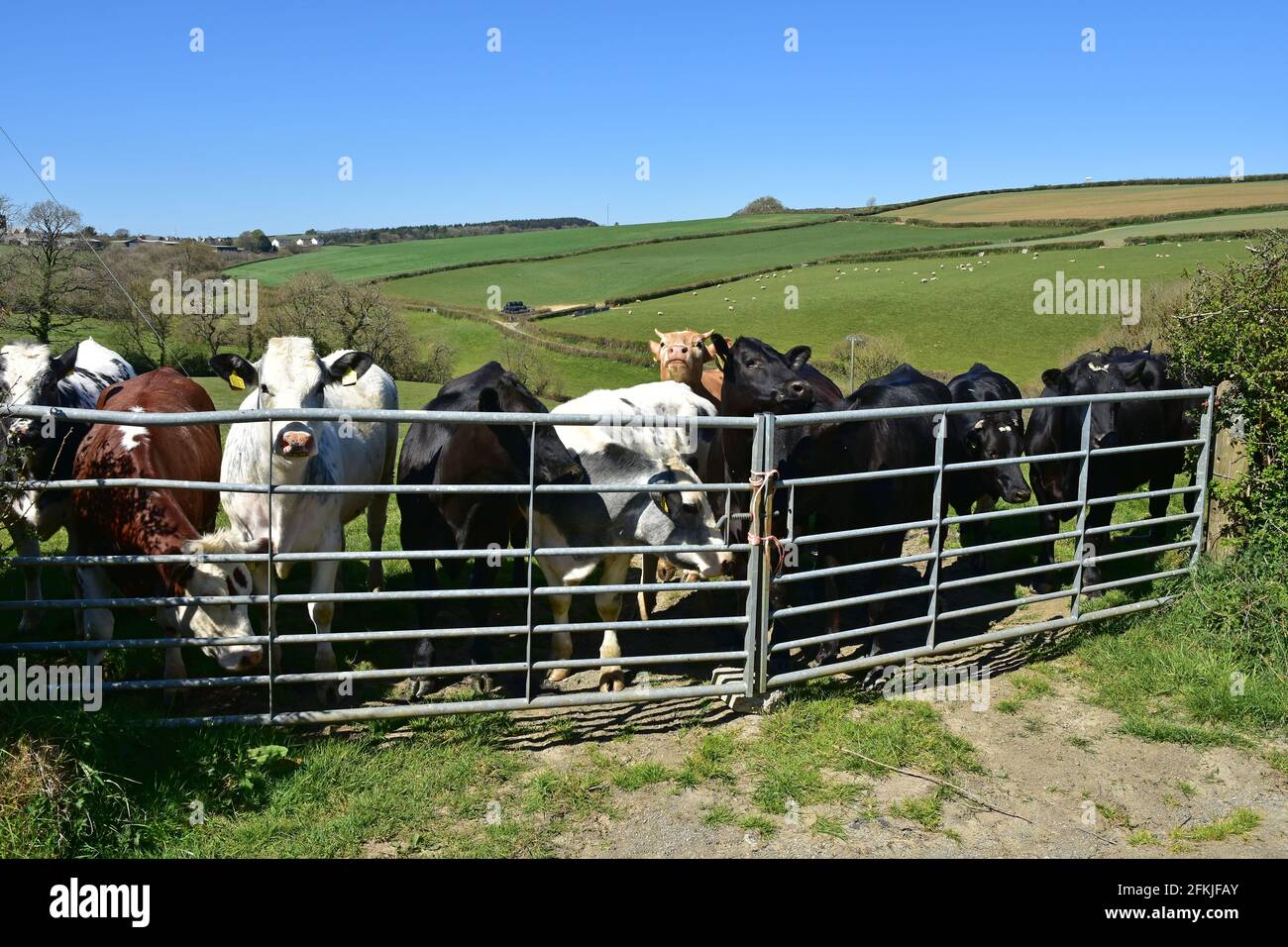 Cattle at gate, Kingscott, Great Torrington, North Devon Stock Photo