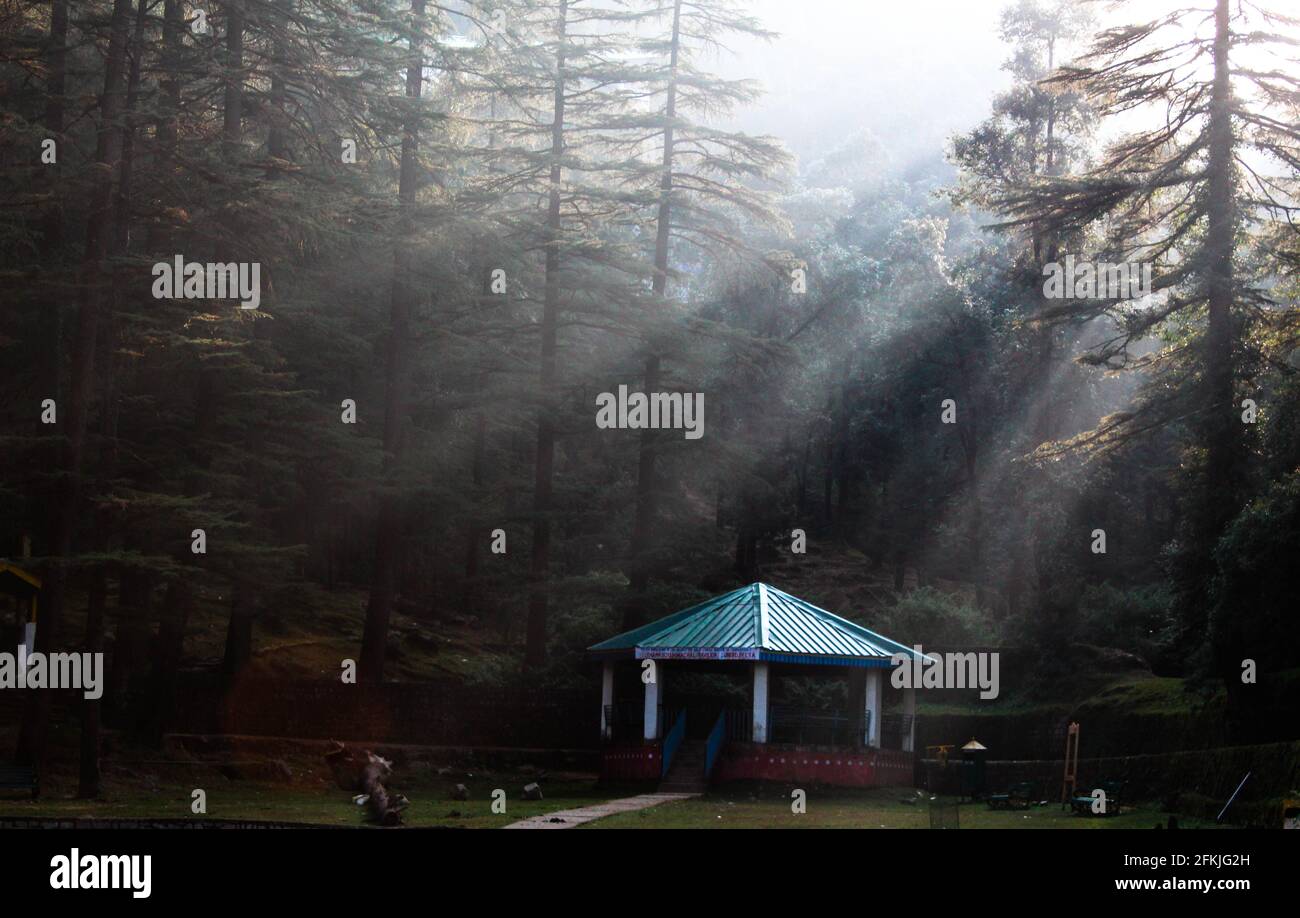 The sun rays and forest canopy Stock Photo