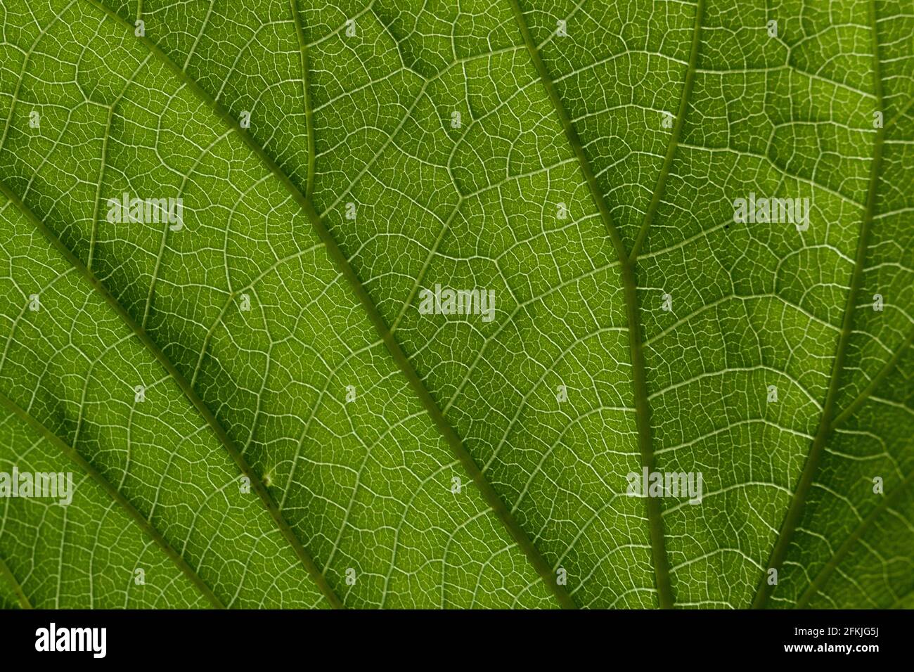 Abstract close up macro image of a green leaf with veins showing in a ...