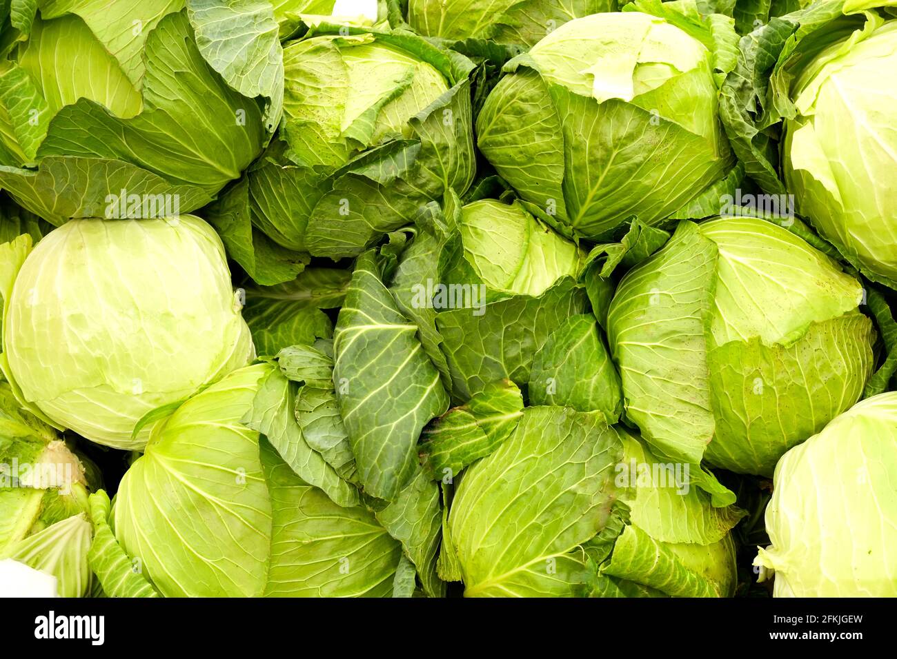 Bunch of fresh produce green organic cabbages in pile at local farmers ...