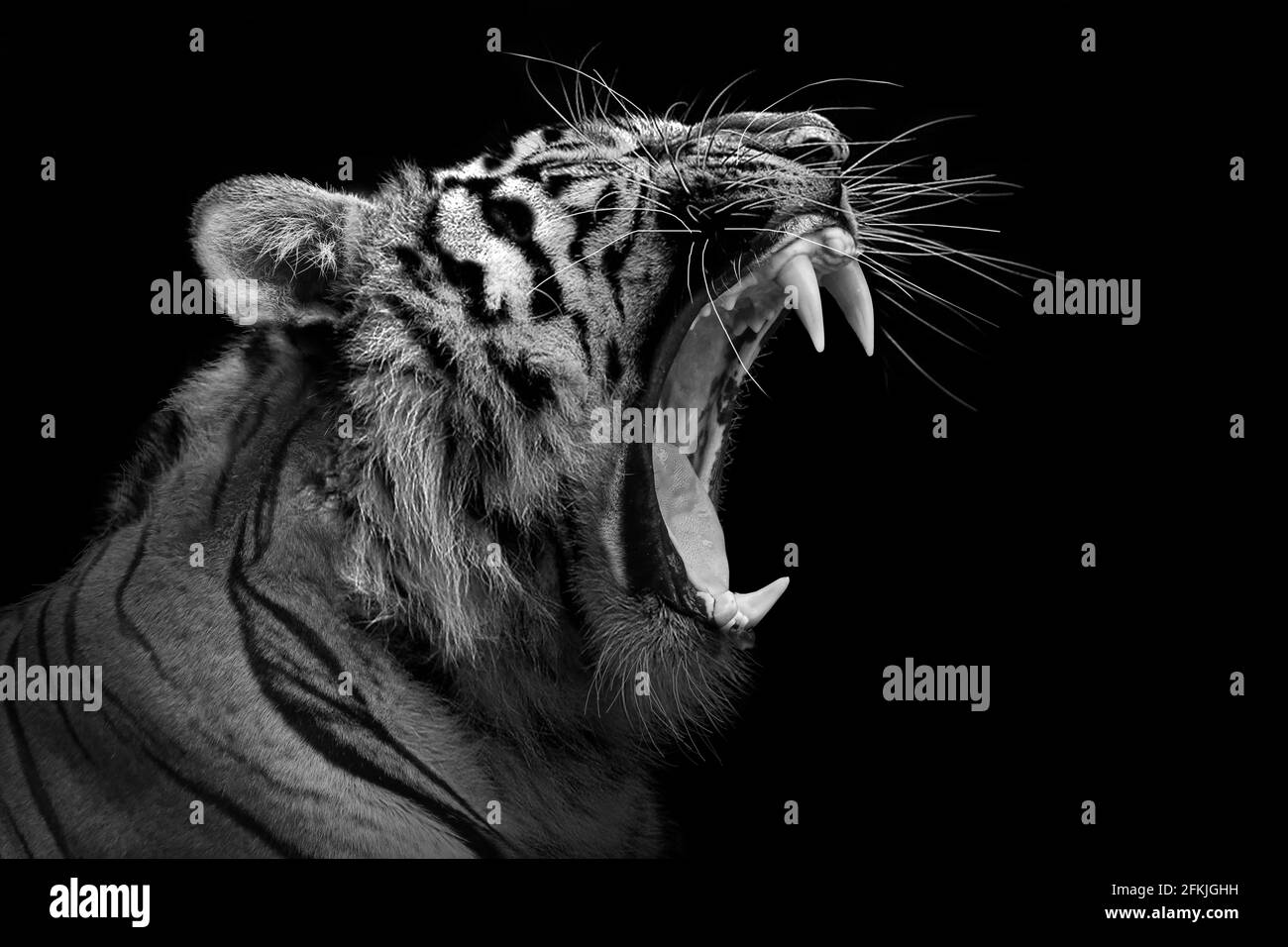Tiger furious , animal isolated , wildlife hunter Stock Photo