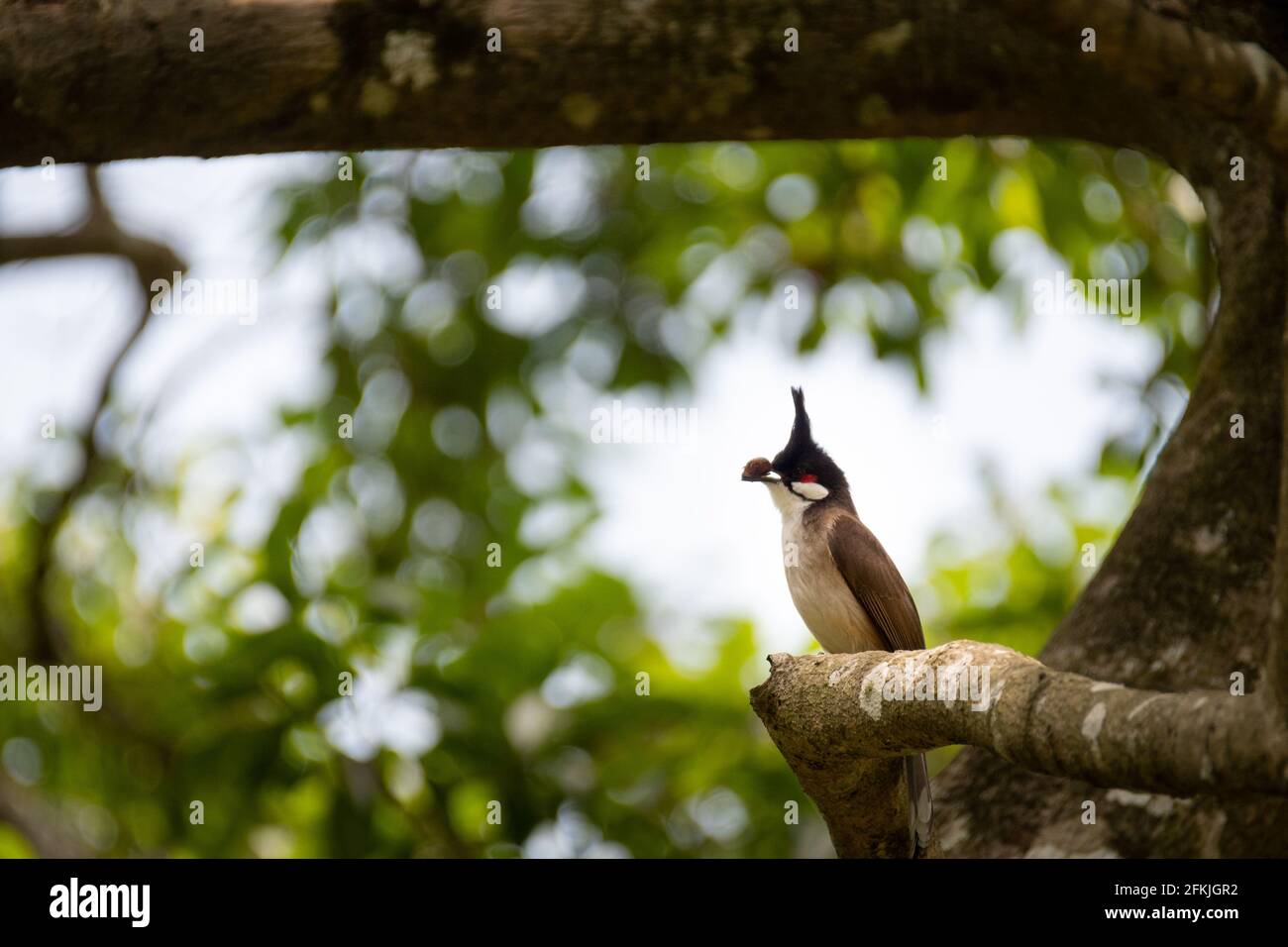 Nest of bulbul bird hi-res stock photography and images - Alamy