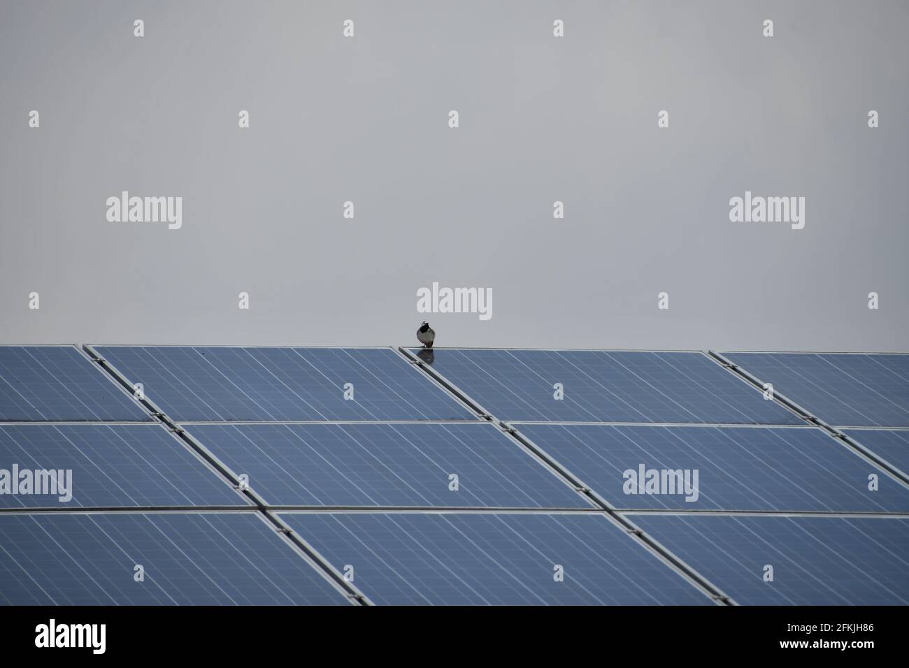 bird on solar roof Stock Photo