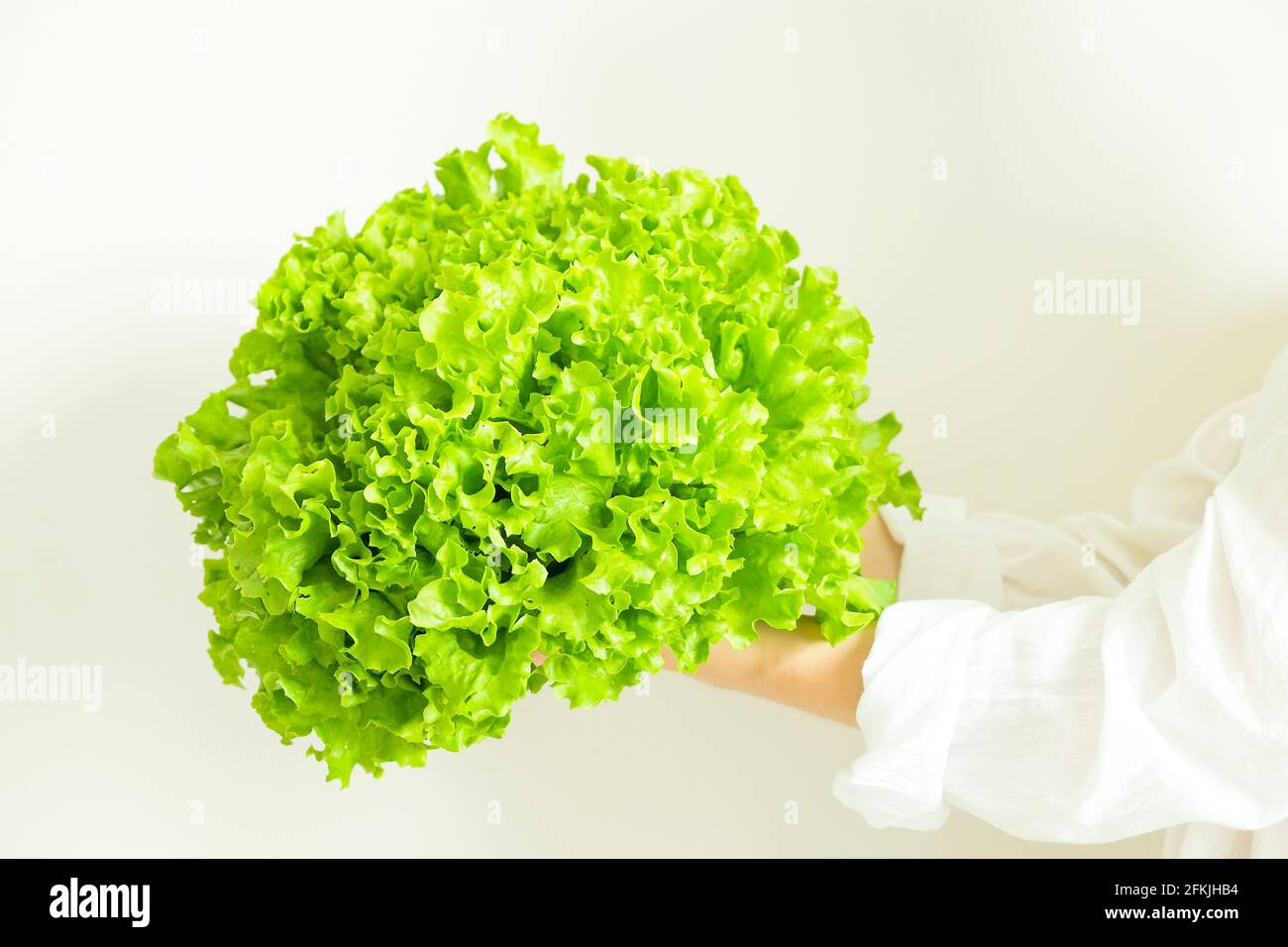 Close up, young woman holding big bunch of fresh organic lettuce. Green salad leaves in hands of female chef on white wall background. Healthy clean e Stock Photo
