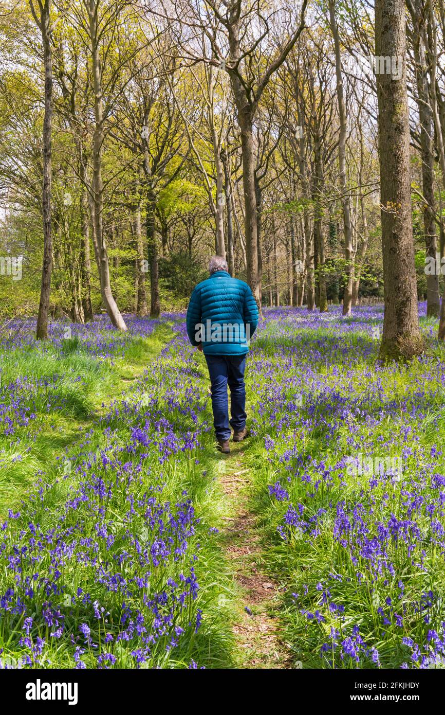 Wimborne Dorset Uk 2nd May 21 Uk Weather The Sunshine Shines Through Spectacular Display Of Bluebells In Woods Near Wimborne Dorset On Bank Holiday Sunday A Changeable Day With Sunshine And Showers Wimborne Dorset Uk 2nd May 21 Uk Weather The Sunshine Shines Through Spectacular Display Of Bluebells In Woods Near Wimborne Dorset On Bank Holiday Sunday A Changeable Day With Sunshine And Showers
