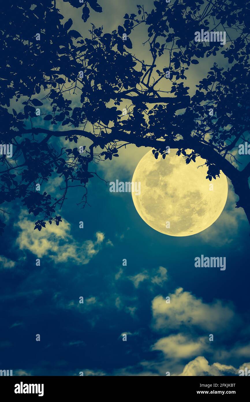 Silhouette Of The Branches Of Trees Against The Night Sky In A Moon Beautiful Landscape With Bright Moon In The Night Sky Cross Process And Vintage Stock Photo Alamy