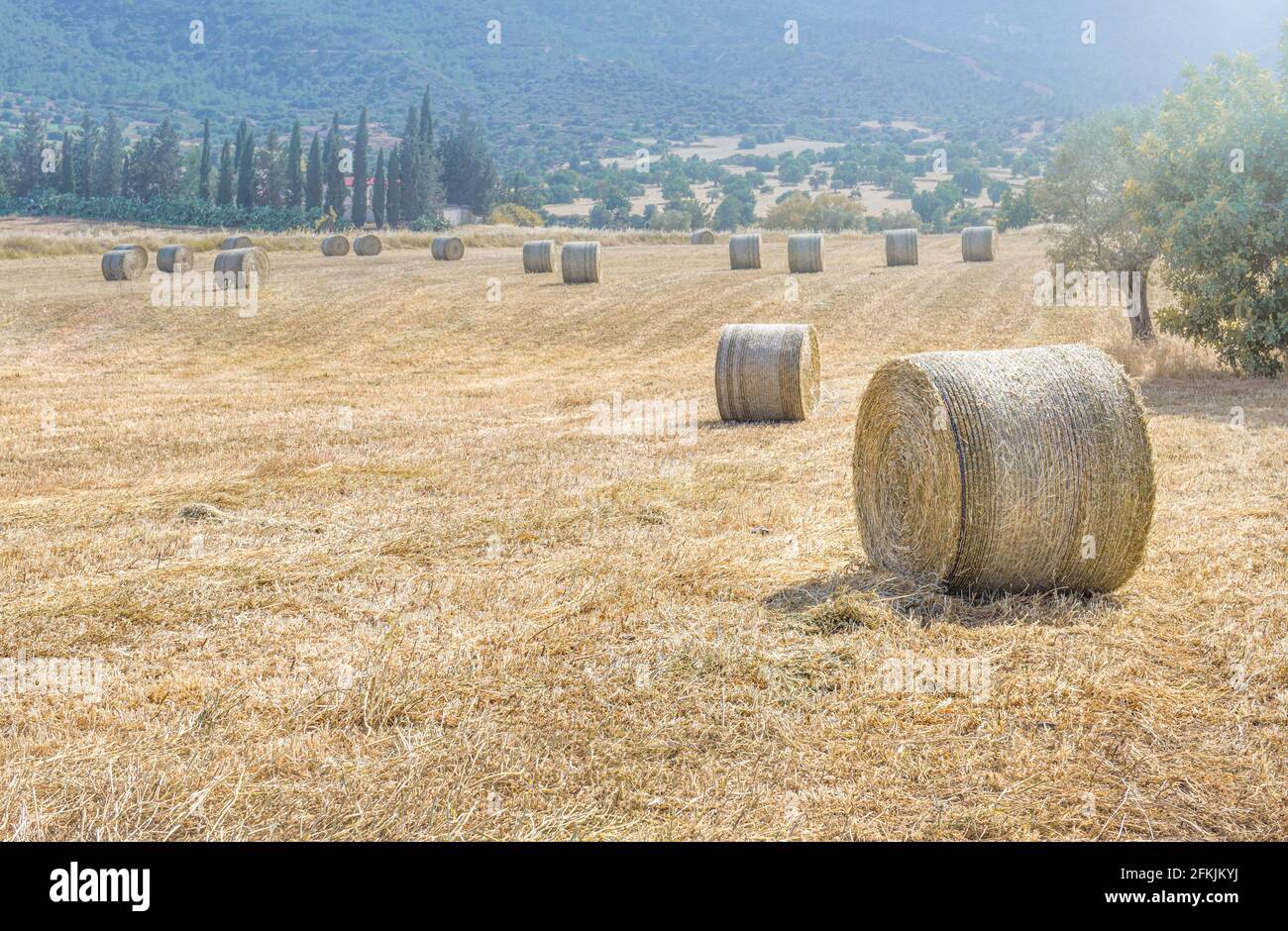 Hay stacks in a field of dry grass with cypress trees and mountains as background. Mediterranean summer landscape Stock Photo