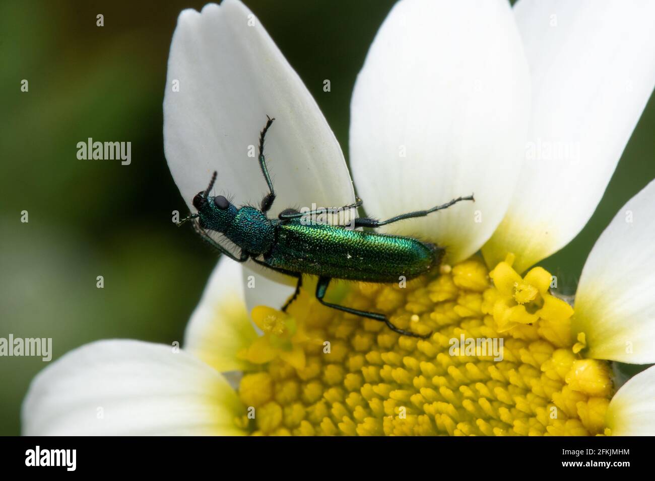 A Spanish fly on a daisy flower after feeding on nectar from it Stock Photo