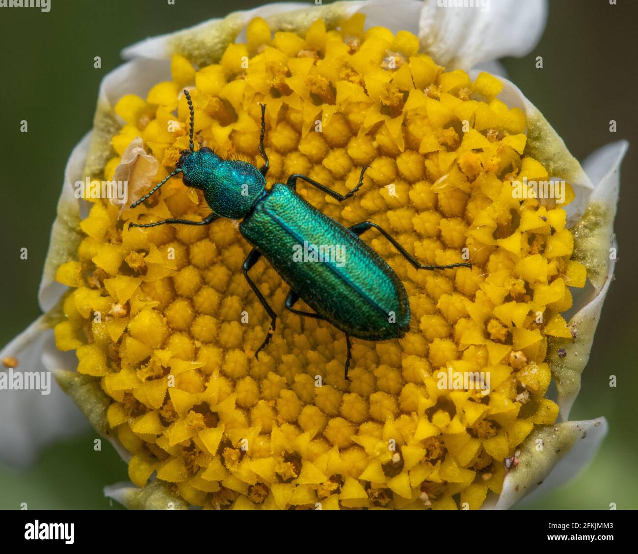 A Spanish fly on a daisy flower in a garden, feeding on nectar Stock Photo