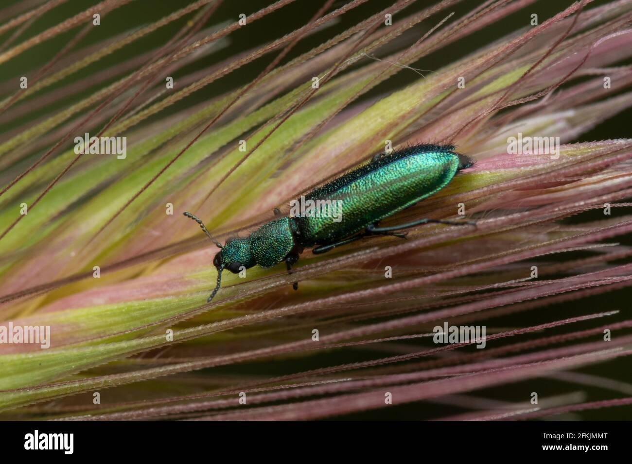 A Spanish fly going down green wheat flower Stock Photo