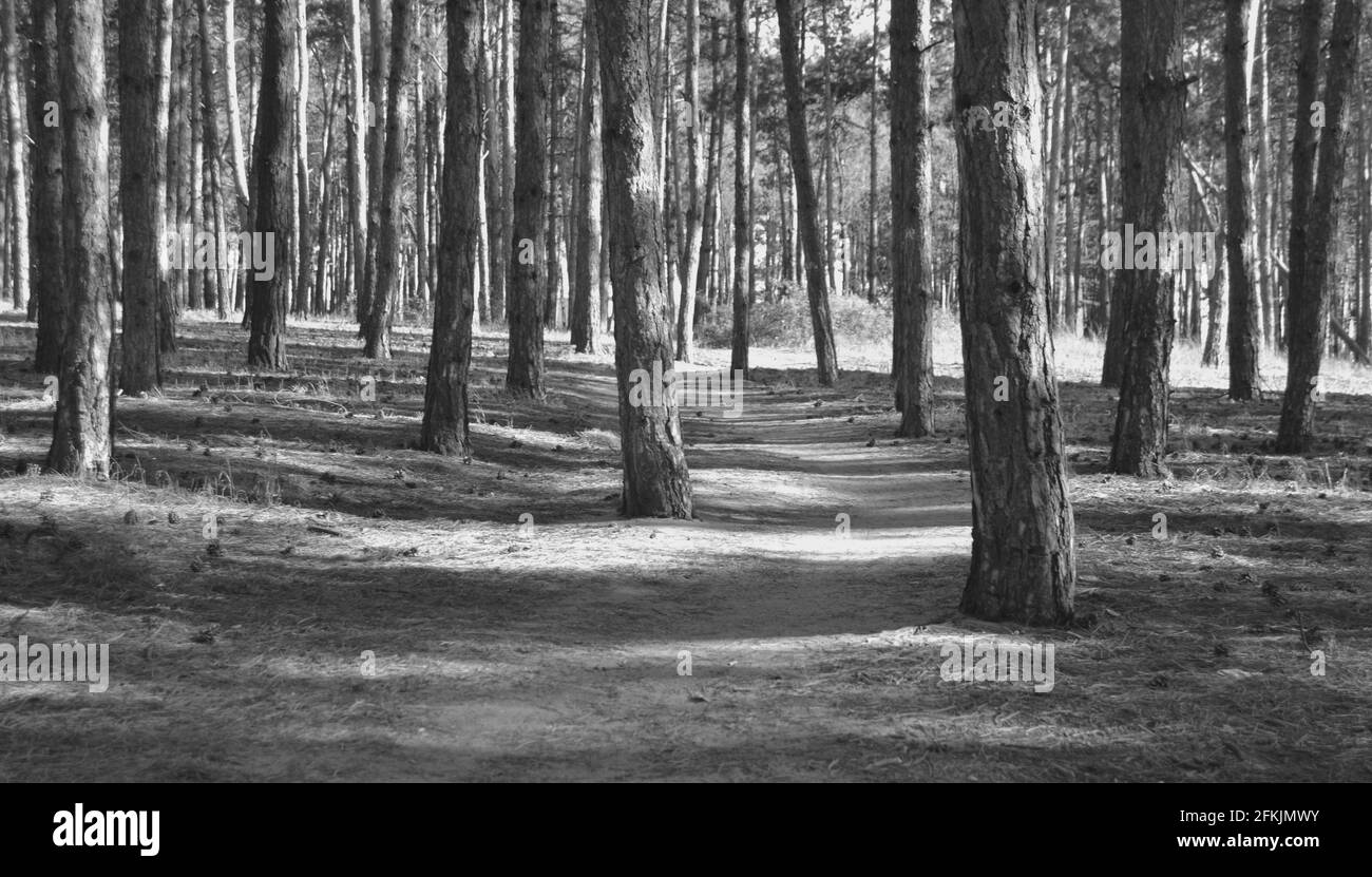 Black and white picture of a path beetwen trees in the forest Stock ...