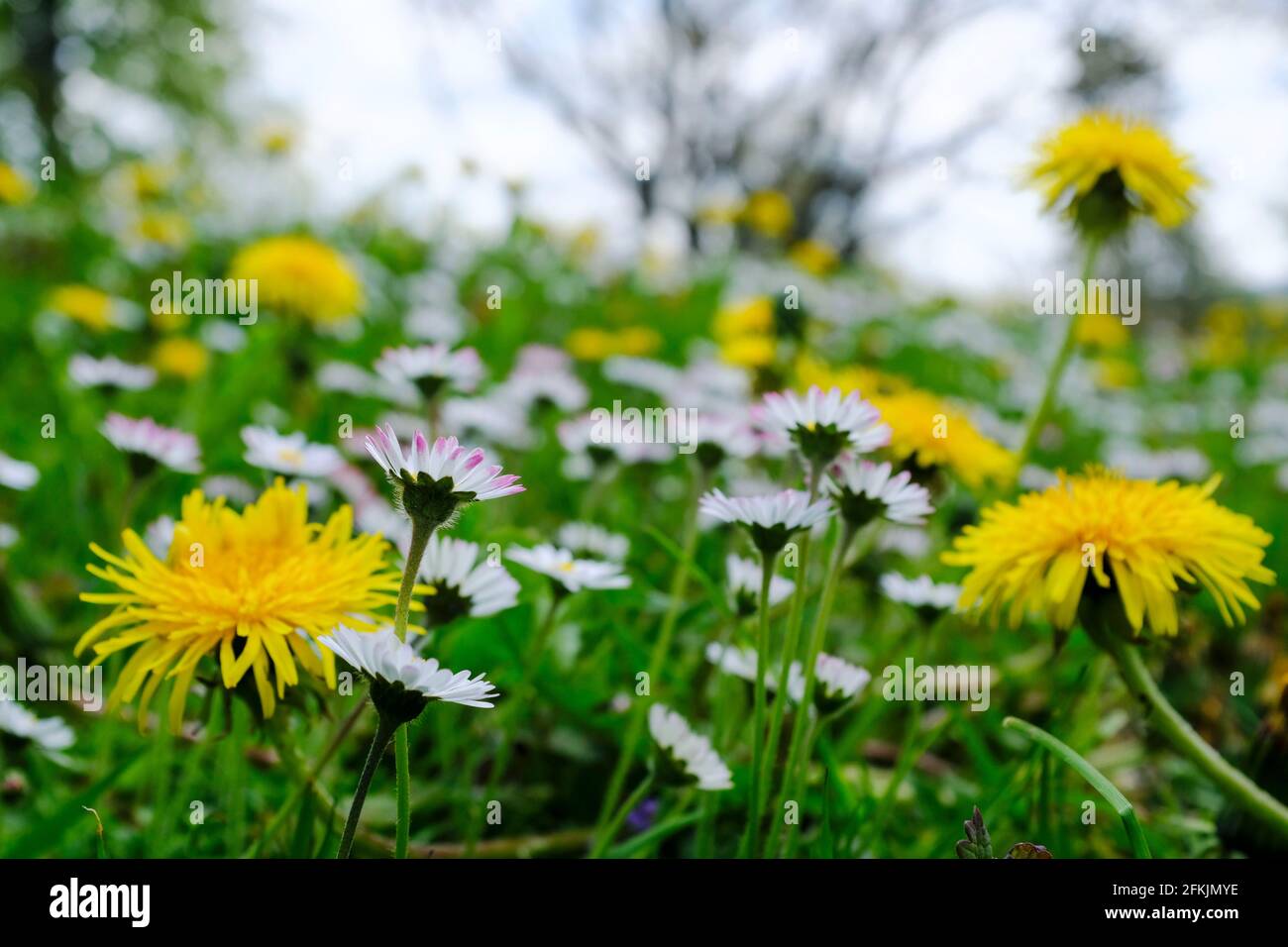 01.05.2021, Essen, Ruhrgebiet, Nordrhein-Westfalen, Deutschland - Gaensebluemchen und Loewenzahn auf einer wilden Wiese in Essen Stock Photo