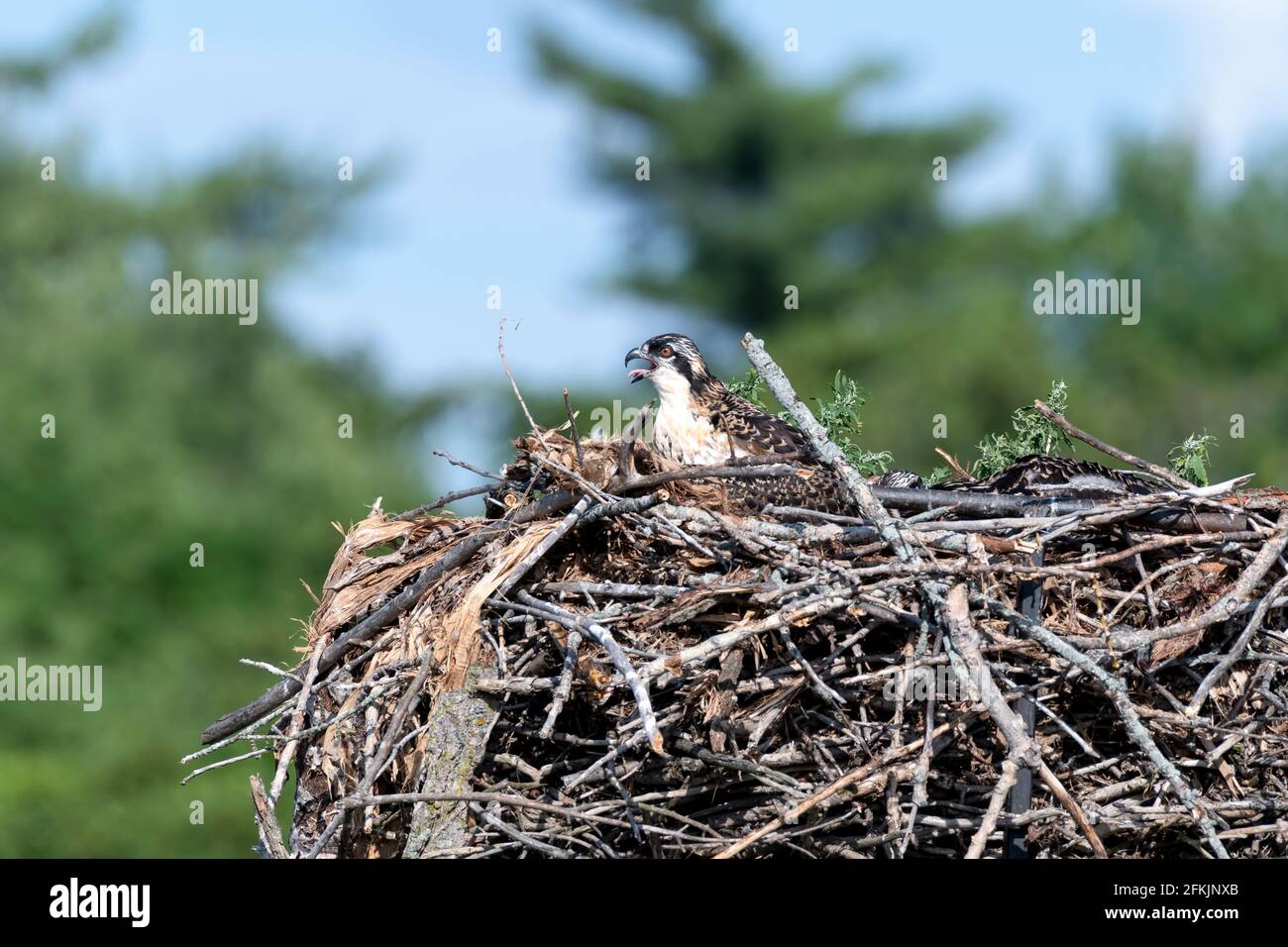 Osprey chick with its mouth open and tongue out calling for food or comfort from a large nest - trees and blue sky in the background Stock Photo