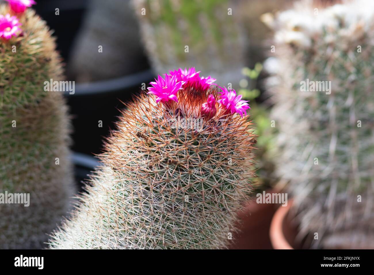 Mammillaria cactus, a special type with pink flowers, blurred background Stock Photo