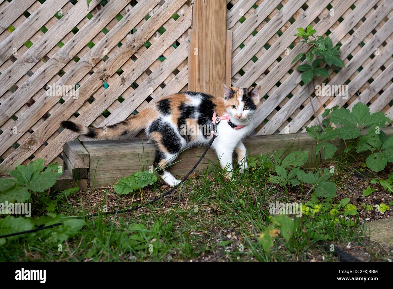 Young calico kitten exploring the backyard Stock Photo