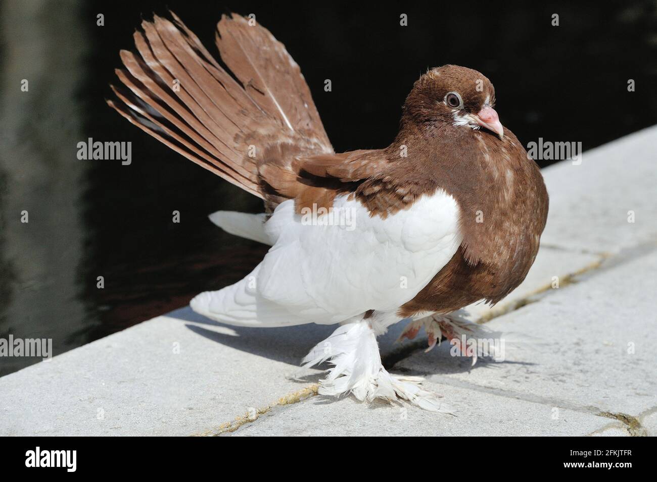 West of England Tumbler Pigeon Stock Photo