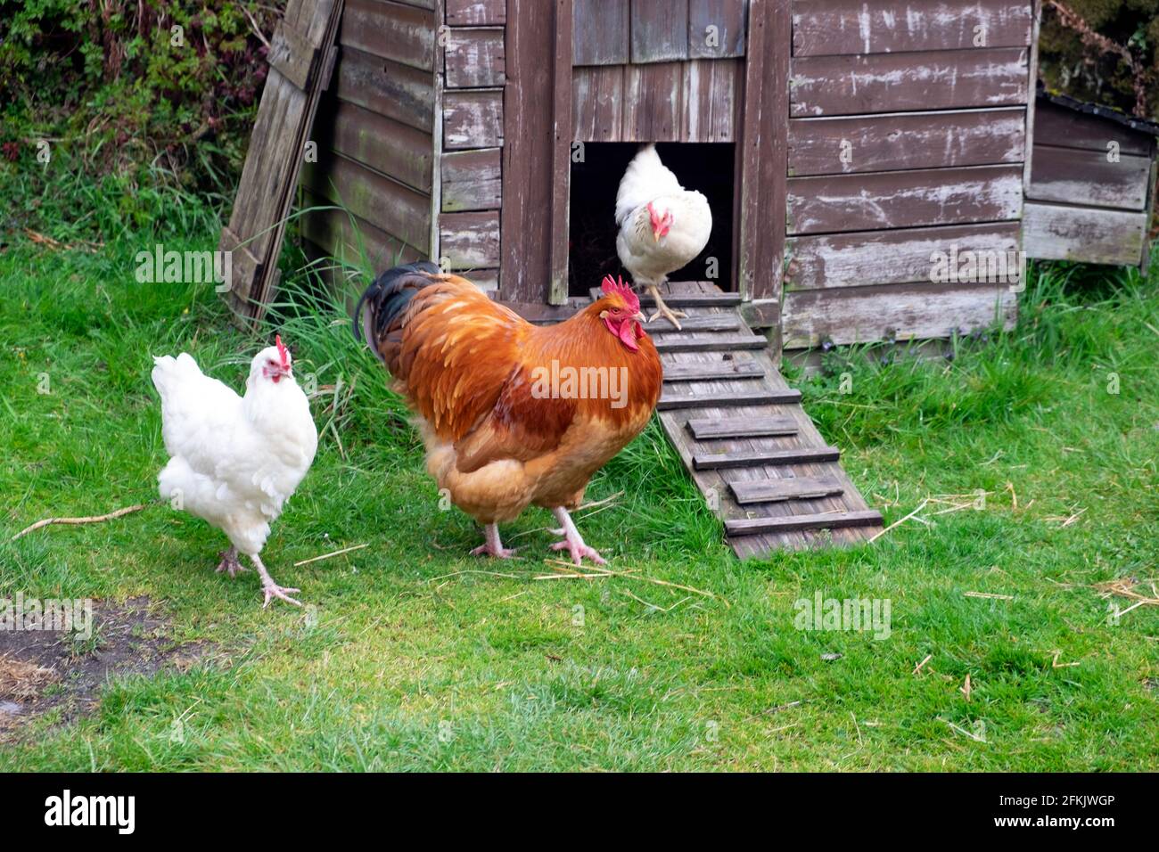 Free range chicken chickens Rhode Island red cockerel and two white hens outside a wooden chicken coop in Carmarthenshire West Wales UK   KATHY DEWITT Stock Photo