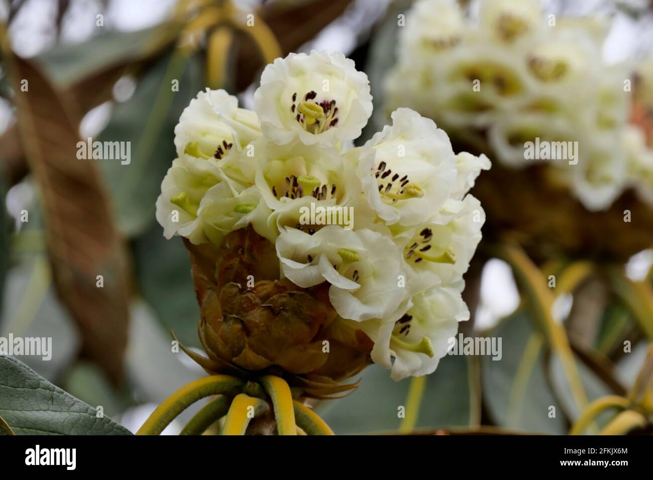 white Flowers on Rhododendron Falconeri, native to the eastern Himalayas Stock Photo