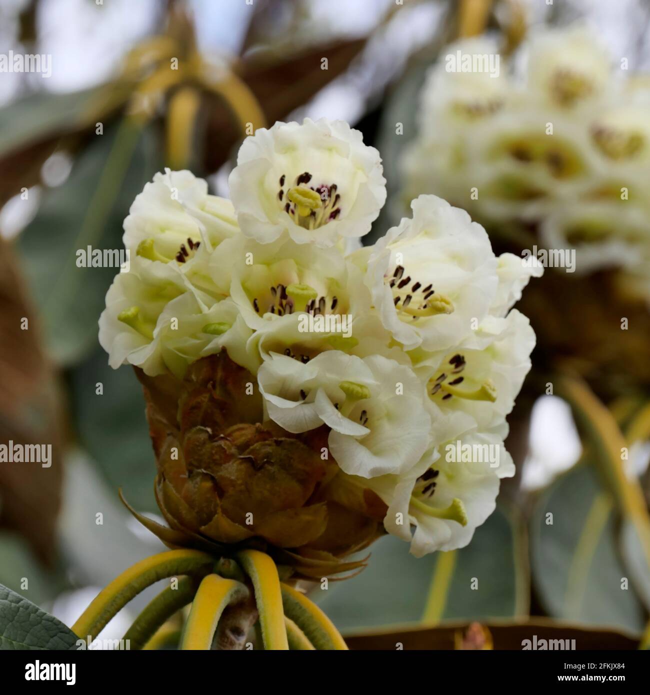white Flowers on Rhododendron Falconeri, native to the eastern Himalayas Stock Photo