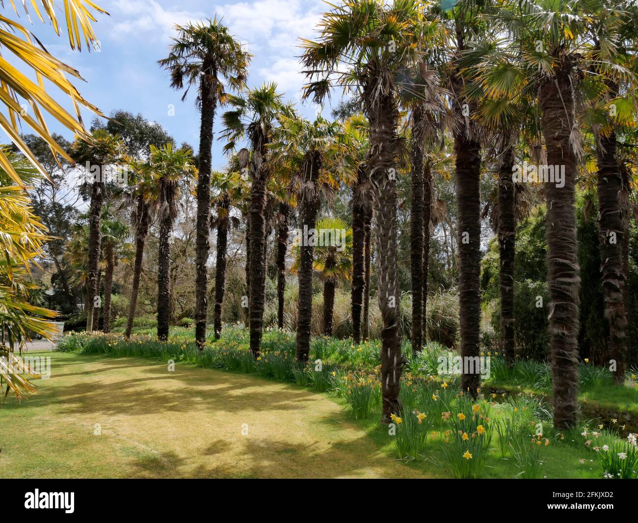 Palm trees at Logan Botanic Garden part of the Royal Botanic Garden