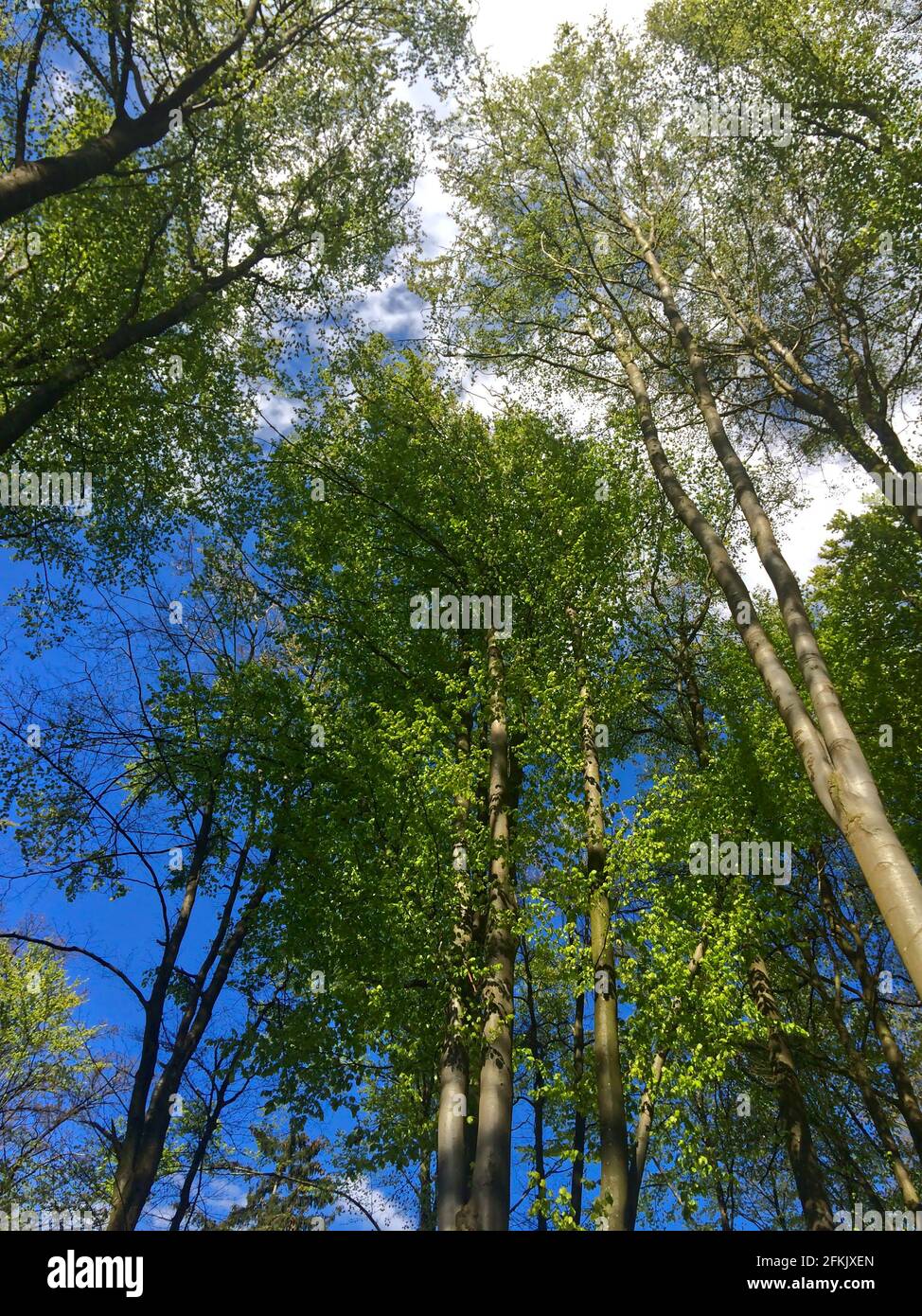 A low angle shot of green pine trees in a forest against the blue ...