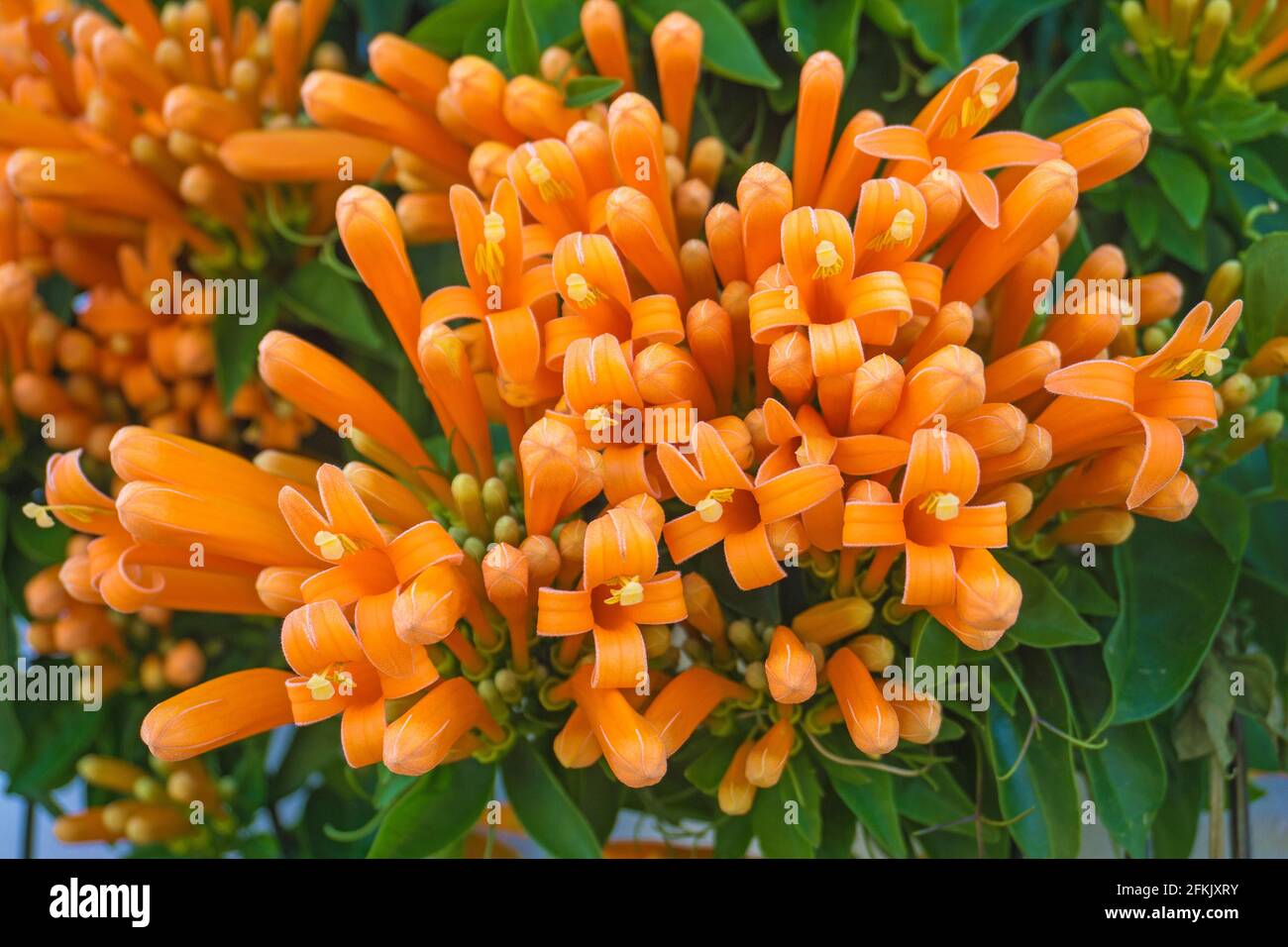 Orange Trumpet Vine (Pyrostegia Venusta, Pyrostegia Ignea), Nerja, Andalucia, Costa del Sol, Spain Stock Photo