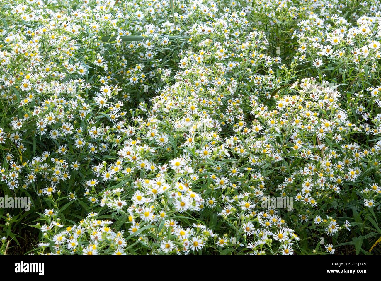 Field Of White Daisies Wild Flowers Stock Photo