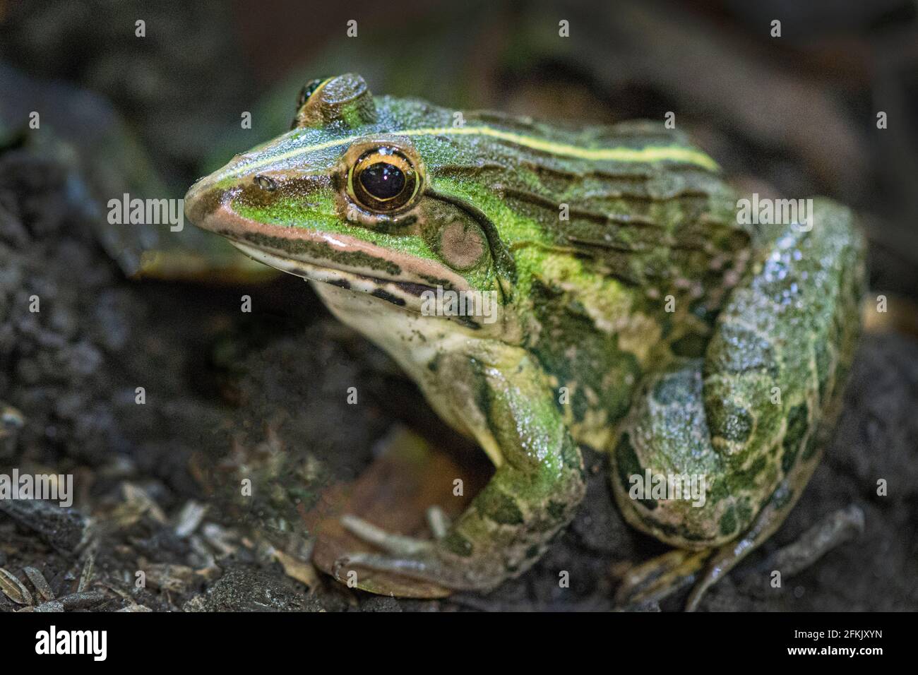 Lipaphis erysimi hi-res stock photography and images - Alamy