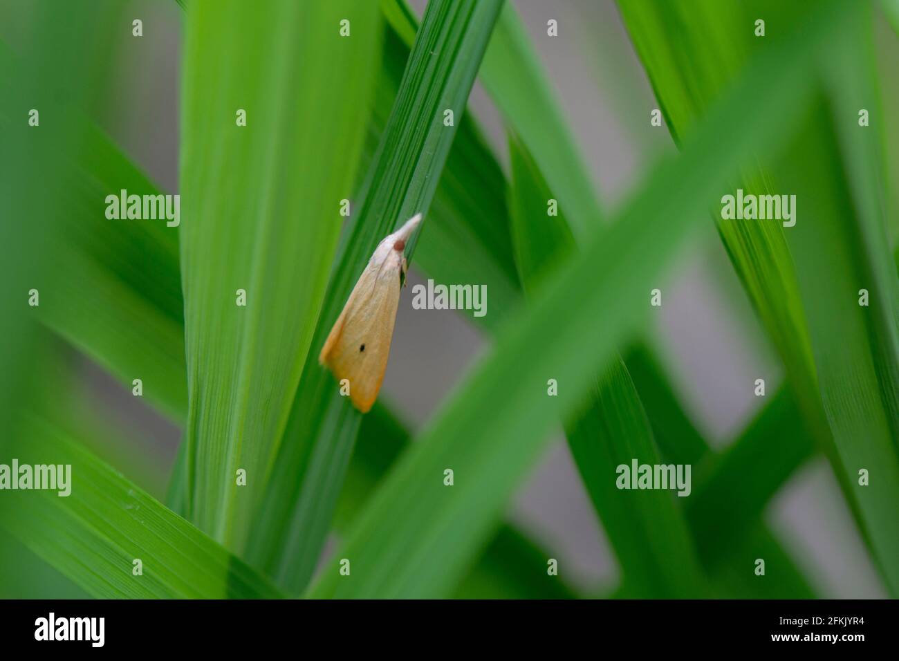 Jute Insects Jute insect hi-res stock photography and images - Alamy
