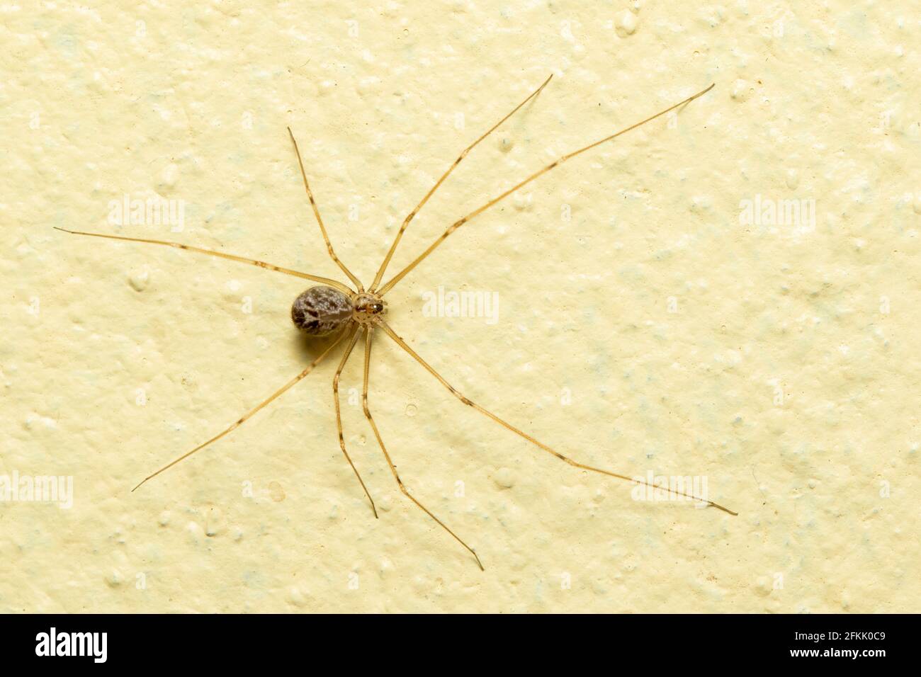 Image of daddy long legs spiders on the floor. Insect. Animal. Stock Photo