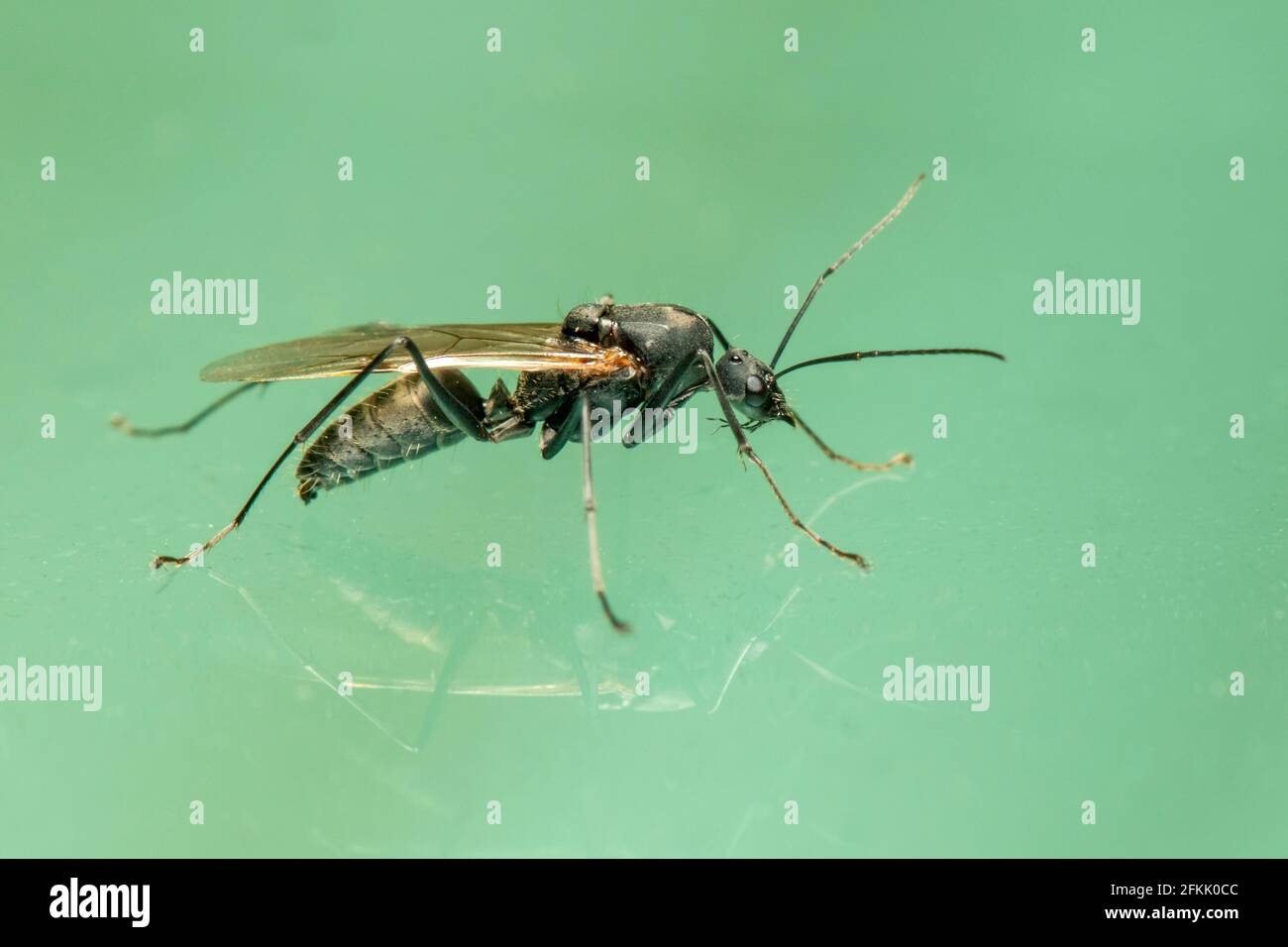 Image of ichneumon wasp(Hymenoptera) on the floor. Insect. Animal Stock ...