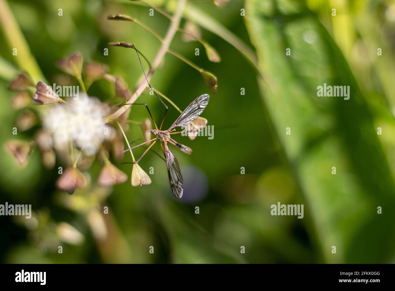 A crane fly in between weeds Stock Photo