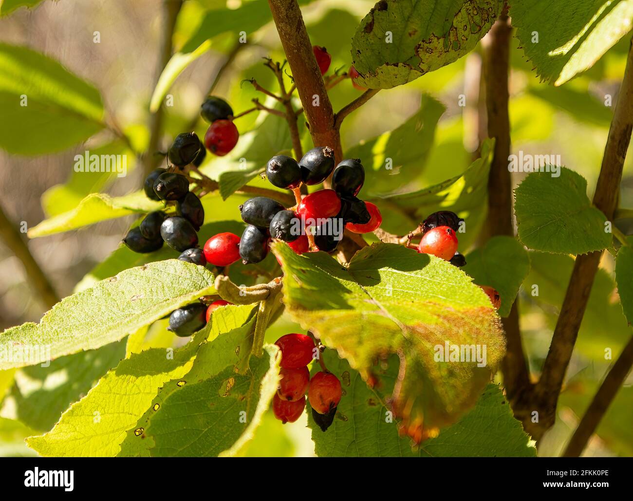 Wild Berries in Central Ontario Canada Stock Photo