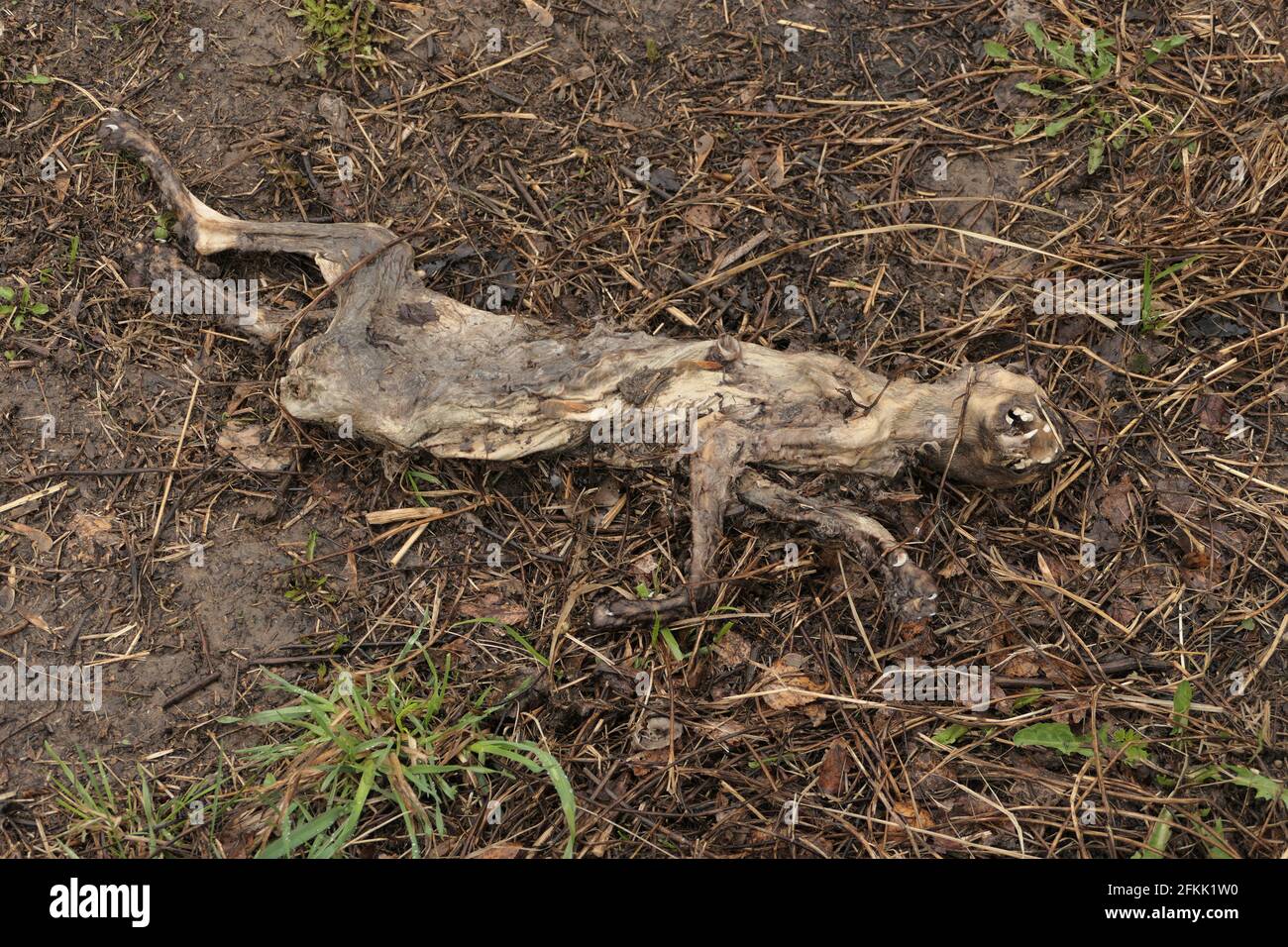 A dead cat on the street. Epidemic and contagion. Ecology. Dead, decomposing animals. Stock Photo