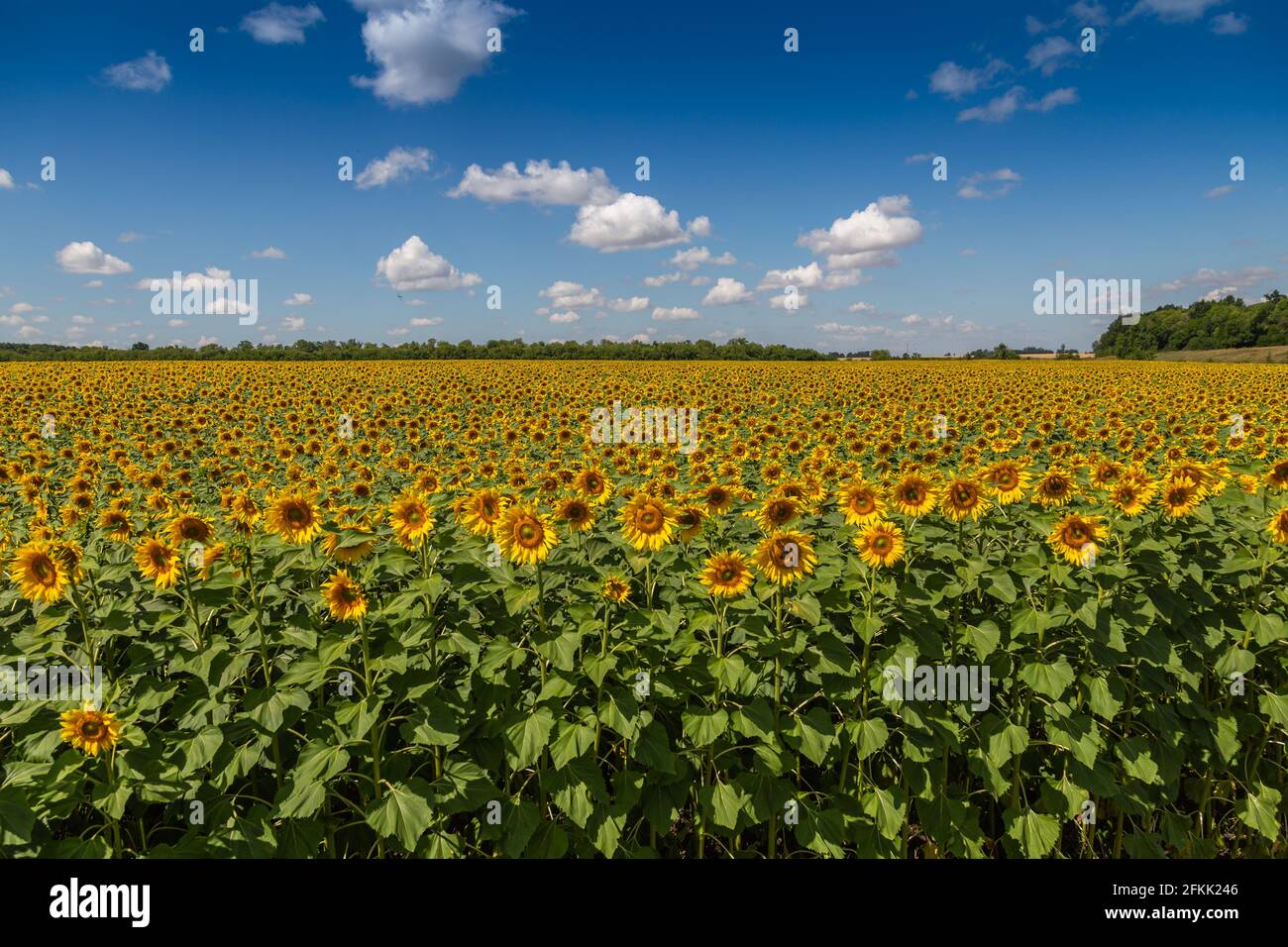 Sunflowers close up in field with the blue sky Stock Photo - Alamy
