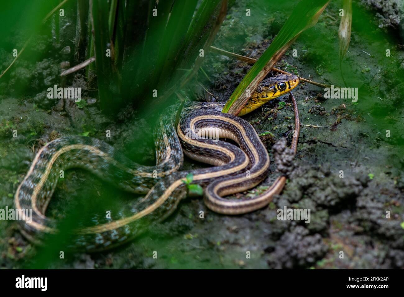 Jute Insects Jute insect hi-res stock photography and images - Alamy