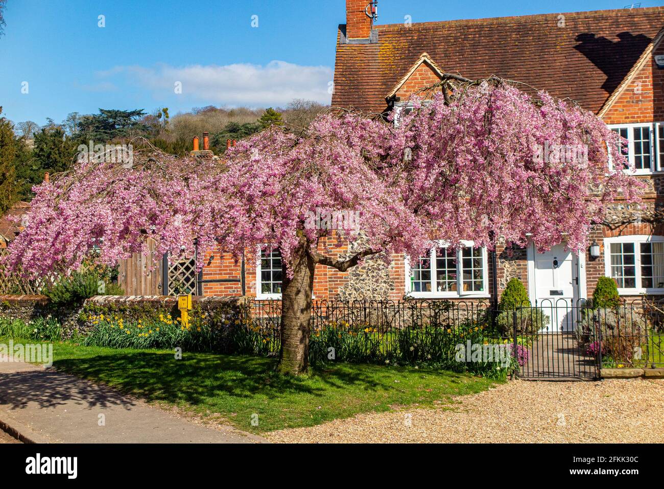 Spring cherry blossom and daffodils in the historic village of Hambledon, Buckinghamshire, England Stock Photo