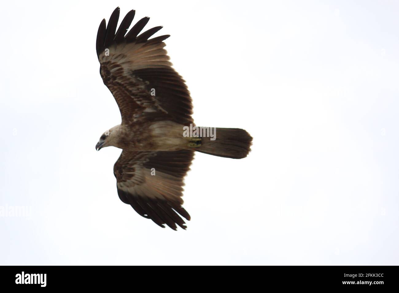 A majestic eagle flying isolated on white background Stock Photo - Alamy