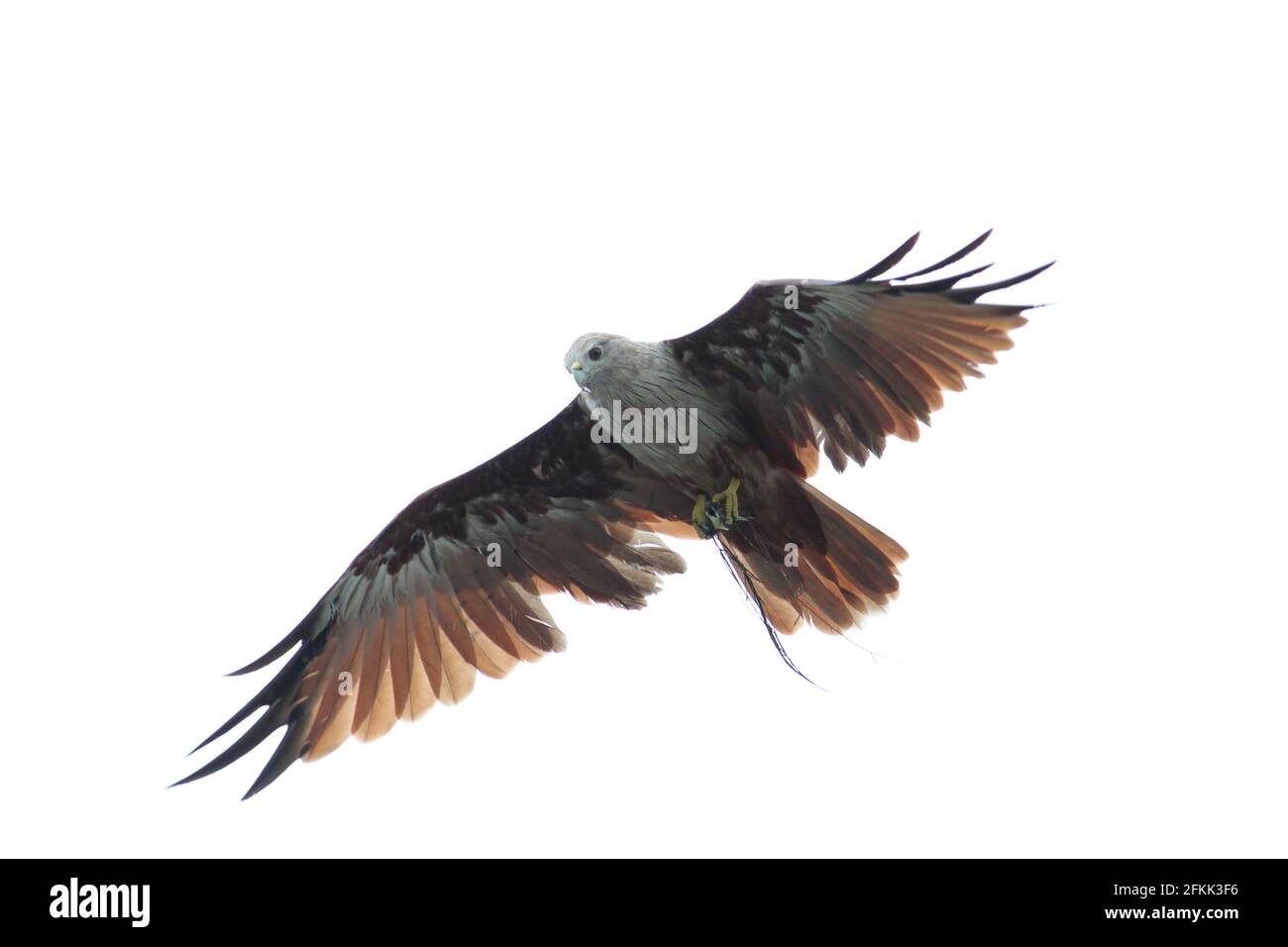 A majestic eagle flying isolated on white background Stock Photo - Alamy