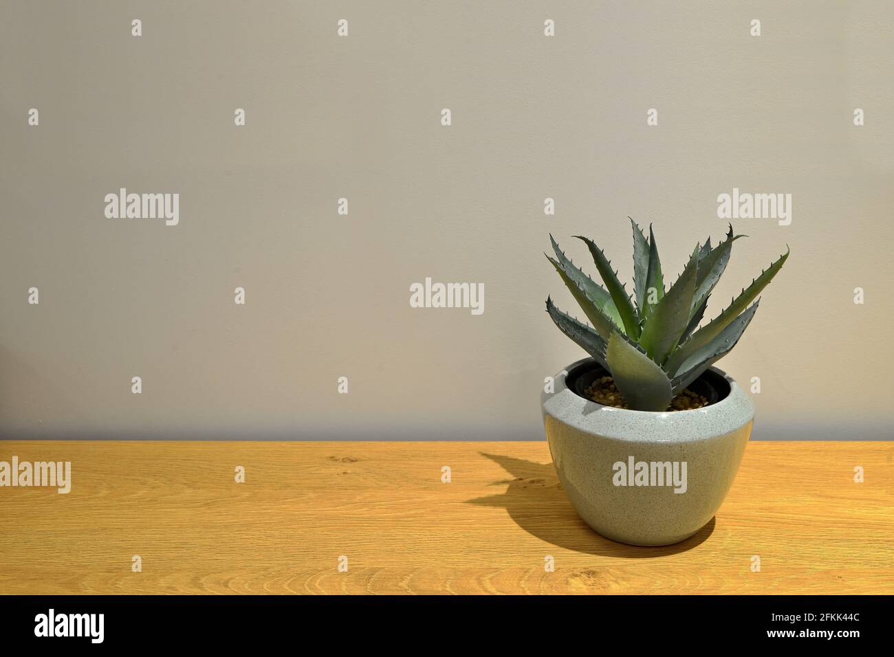 Aloe vera flower in a pot on a wooden table. Gray smooth wall background. Evergreen flower on a wooden and uniform gray background. Flower with thorns Stock Photo