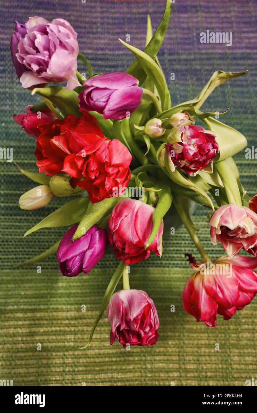Tulipan buquet. Stock Photo